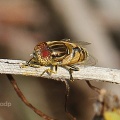 Eristalinus macrocephala, hoverfly, male, Alan Prowse
